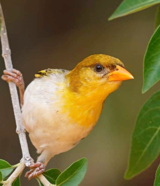 bird