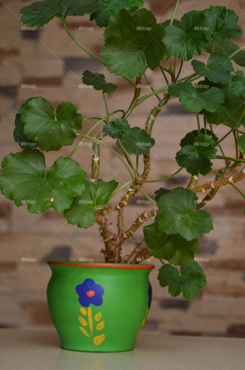 House plants in pots