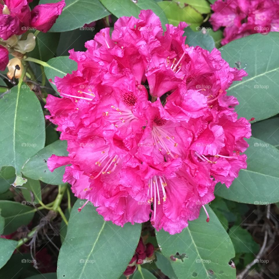 Pink rhododendron 