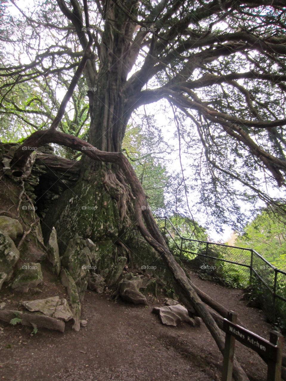 Tree, Wood, Landscape, Nature, No Person