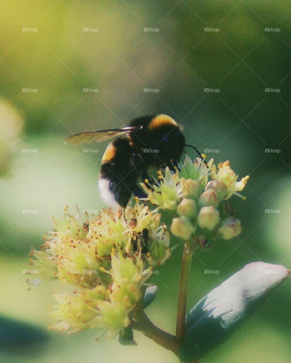 Bumblebee sitting on a flower