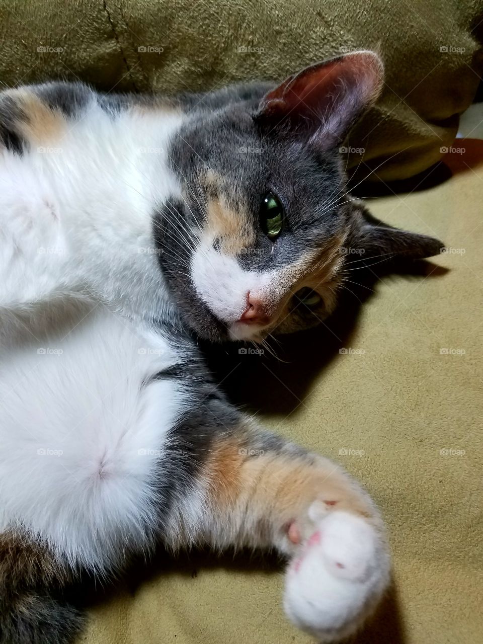 My Furry Feline Friend