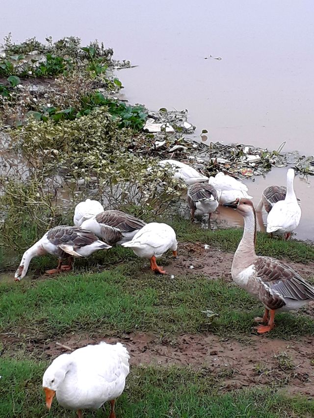 duck