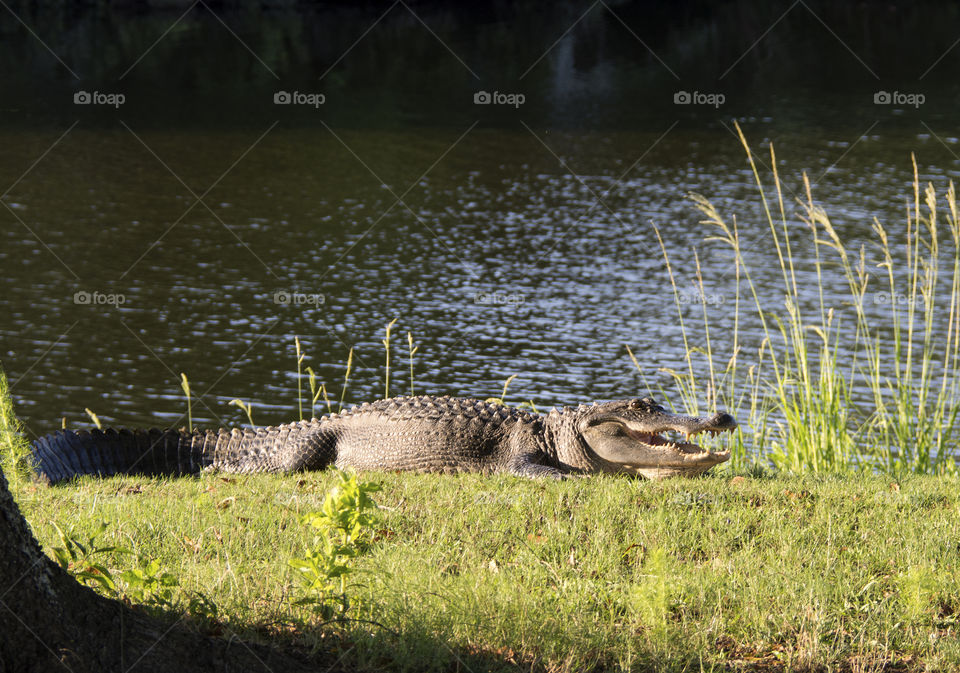 Alligator in North Carolina