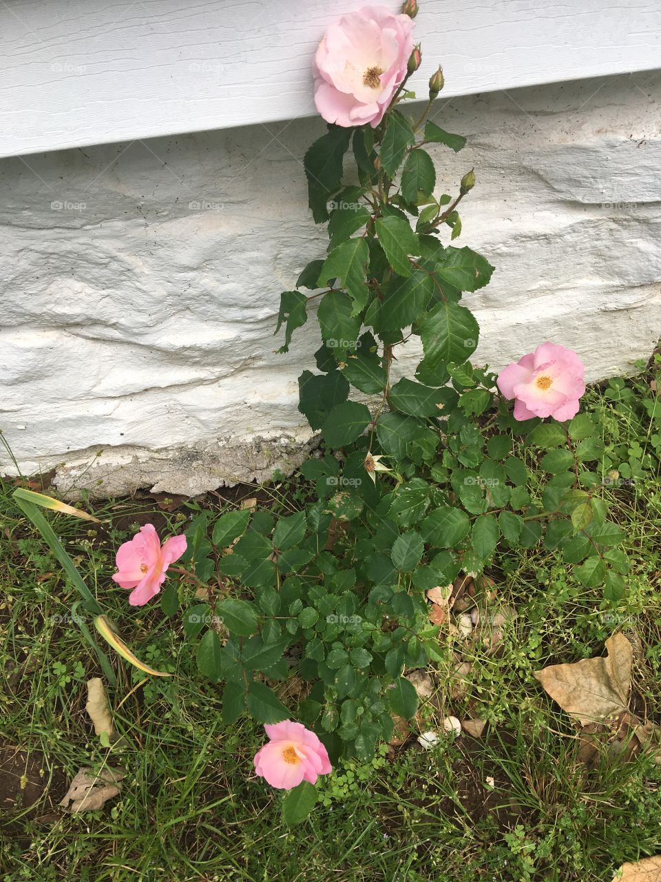Planted last year pink rose bush against my house. Not many blooms yet but the season is still young.