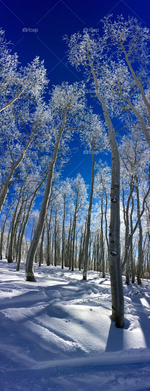 Winter Woods Scene 1