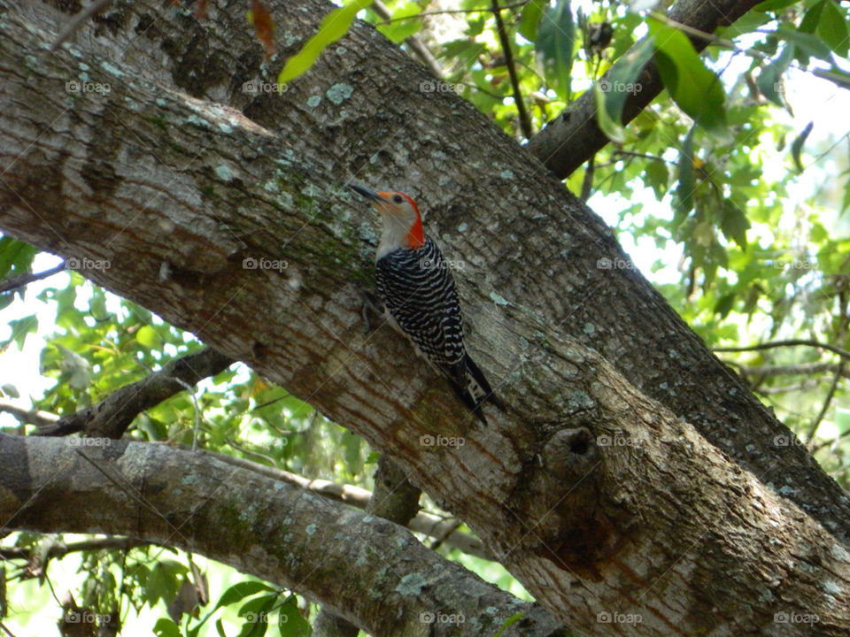 summer tree bird woodpecker by tnb