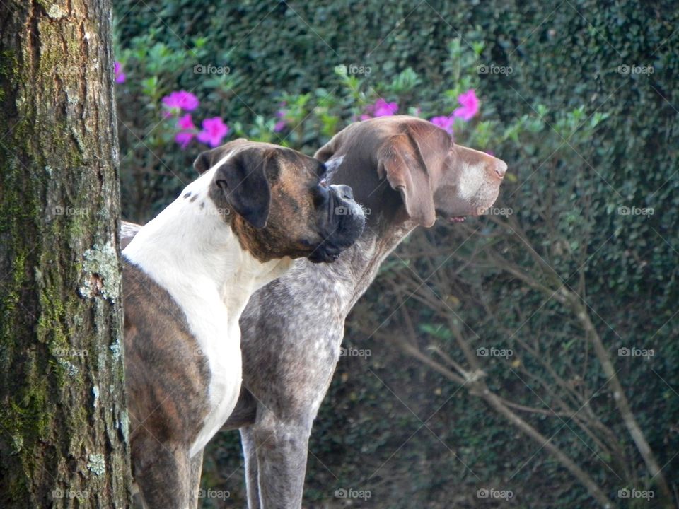 Kate and Banjo trying to hunt a bird 
