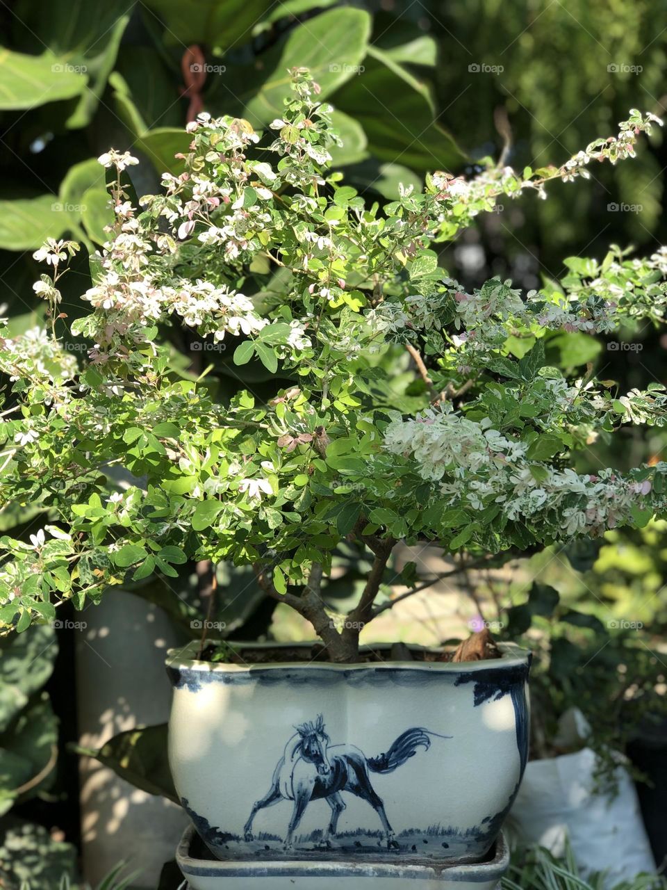 White and Pink leave Plant 