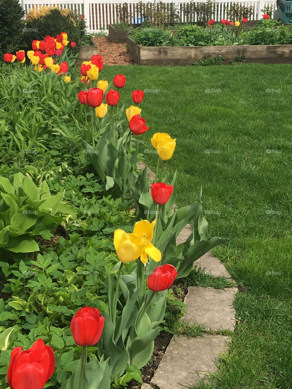 Tulip garden and fresh cut green garden.