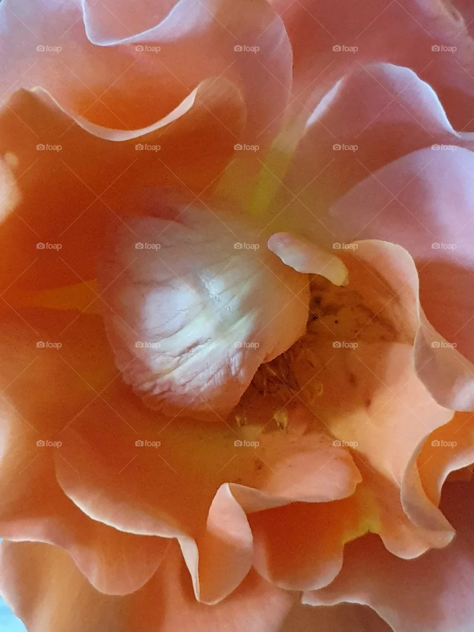 Blossom, Blüte