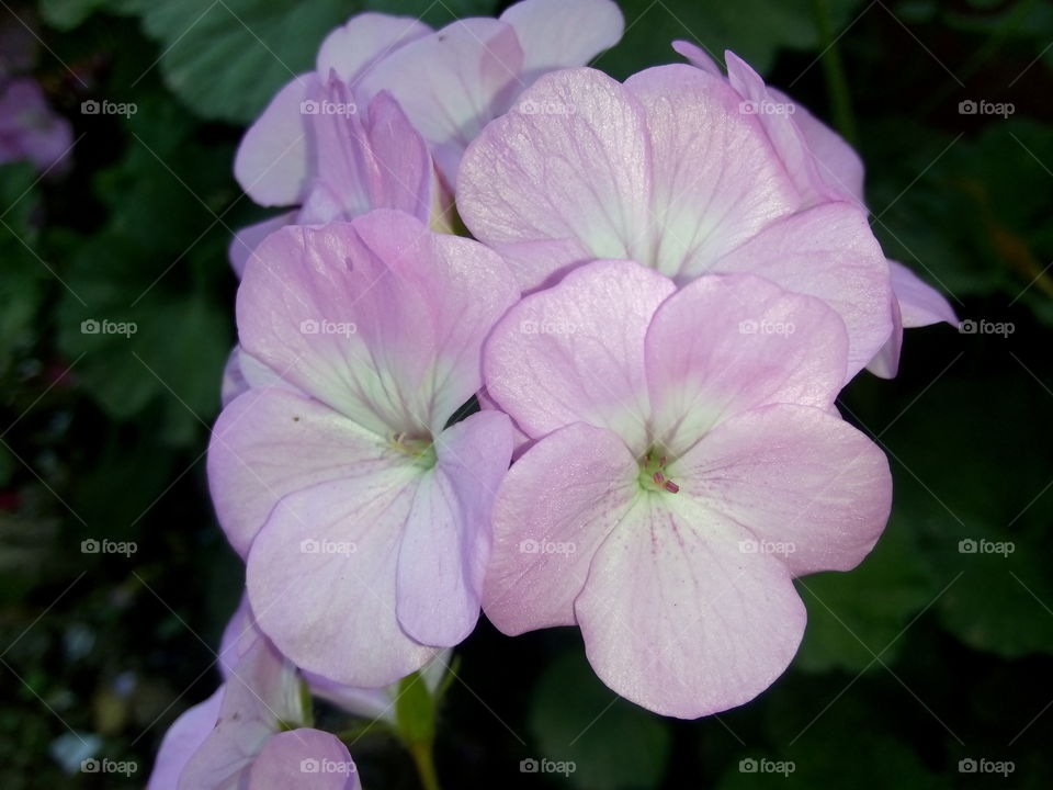 white flower