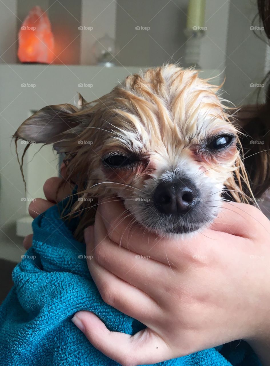Chihuahua puppy wrapped in towel