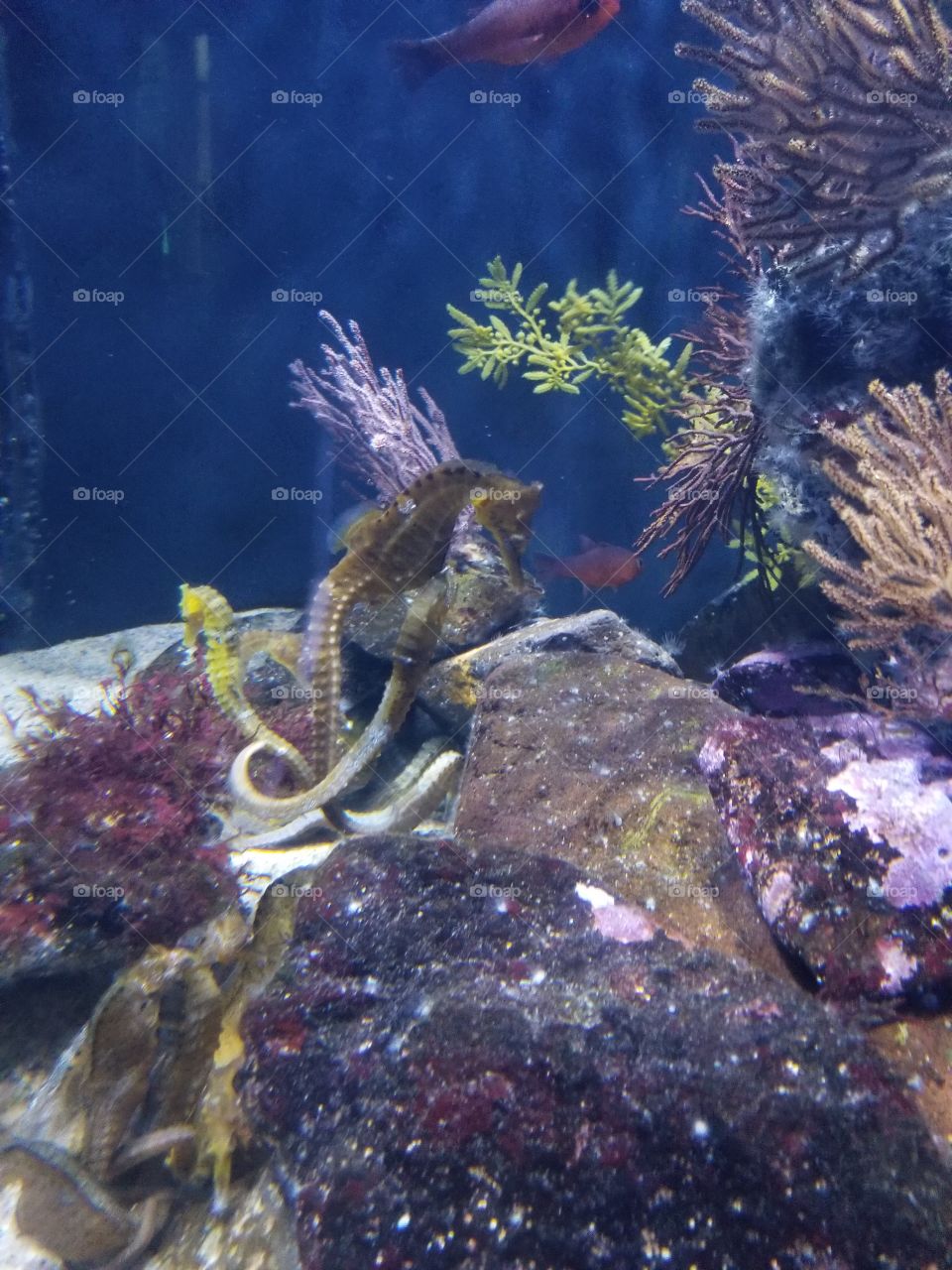 seahorse aquarium