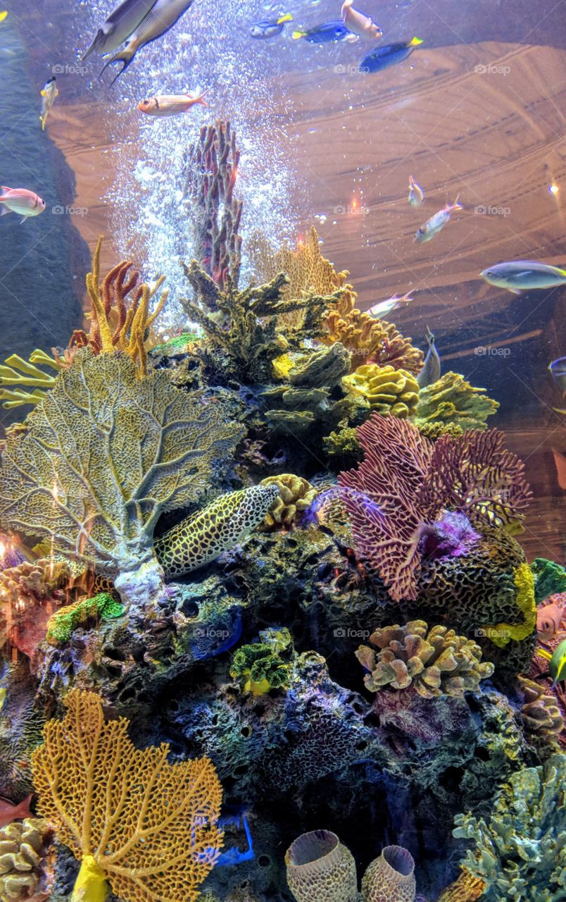 beautiful fish in aquarium