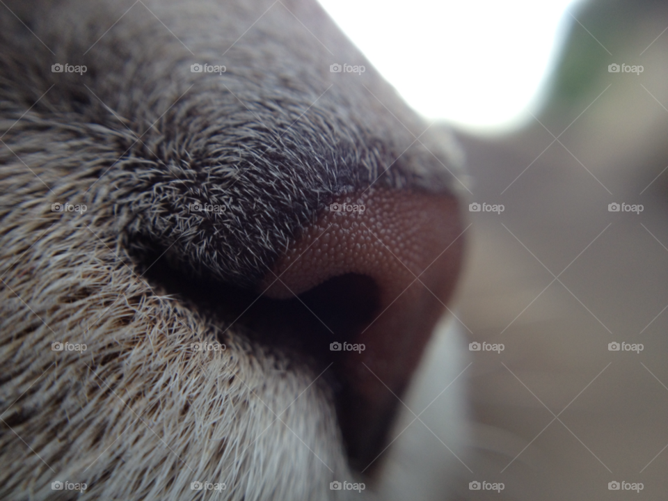 macro closeup cat nose by ImriNasution