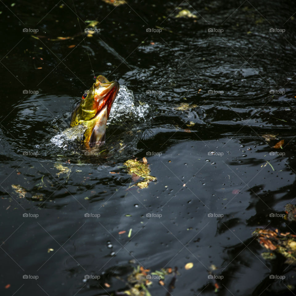 Exotic Peacock Bass Fish Leaping