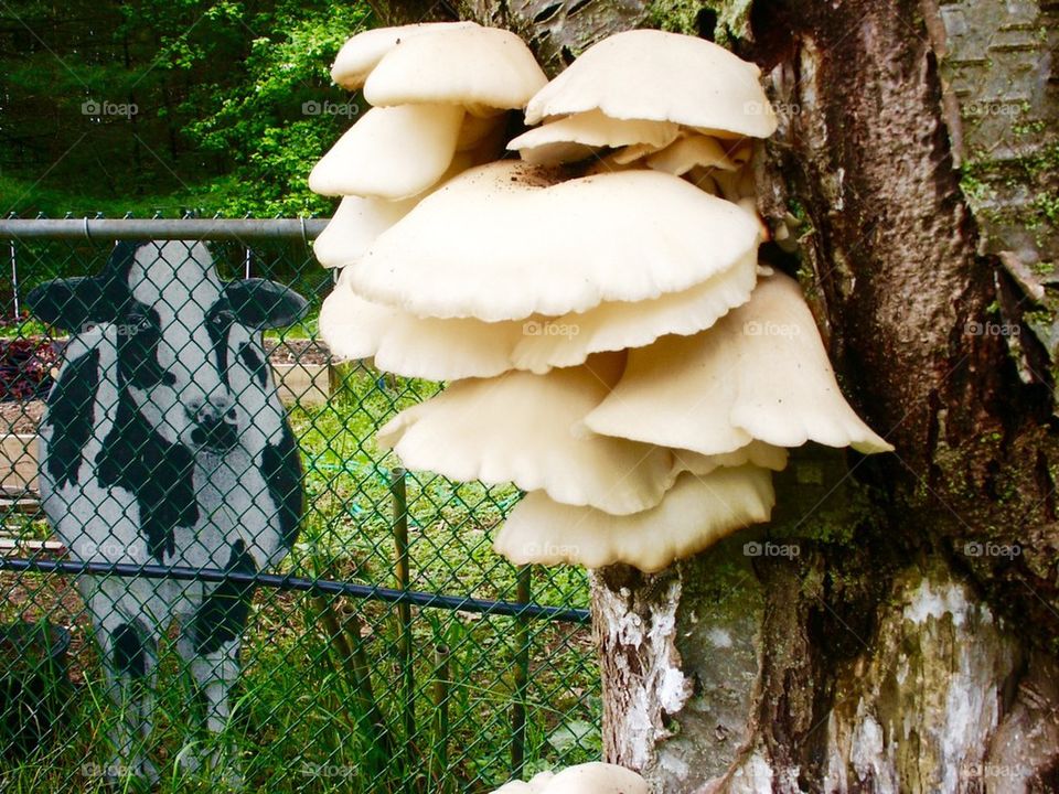 Mushrooms on Ash Tree