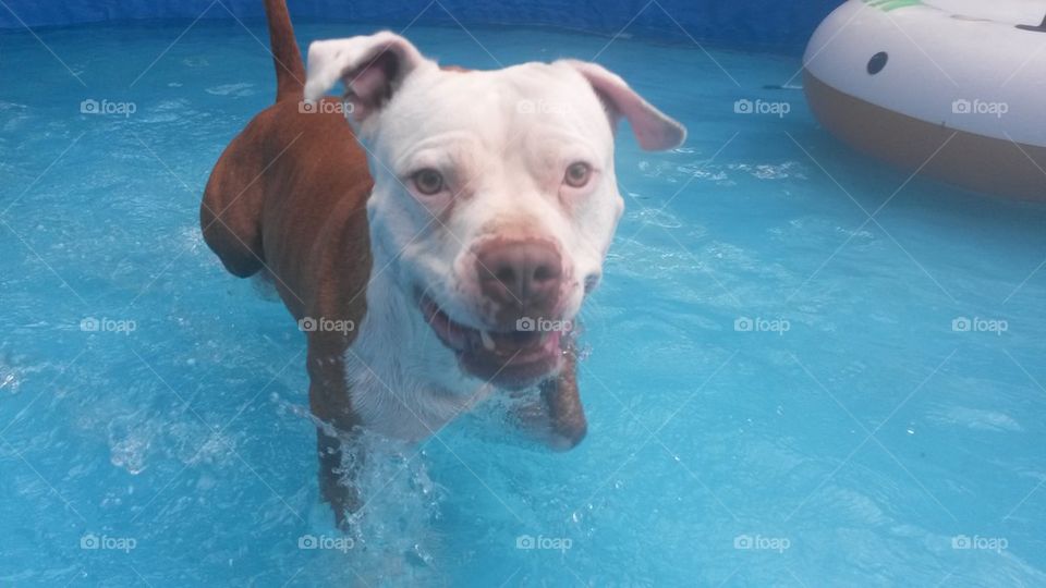 pitbull in the pool