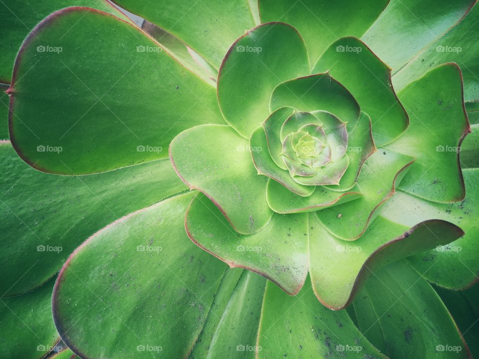 Green cactus flower
