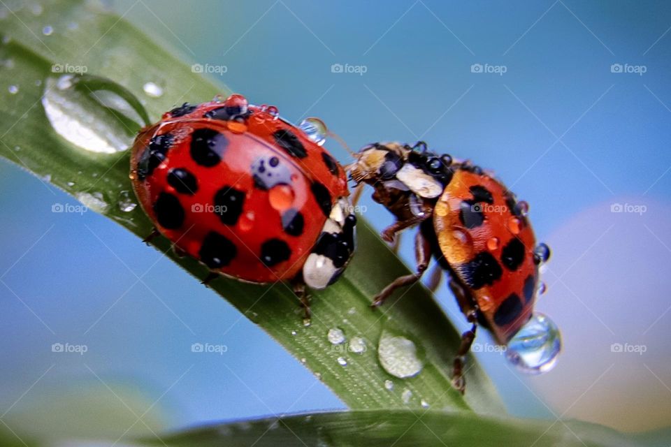 Two ladybugs on grass with drops 
