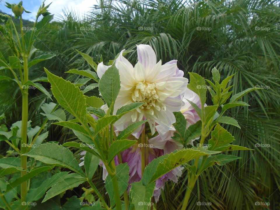 LORE ZURIA, LORATEGIA, DAHLIA ZURIA, HOSTOAK.