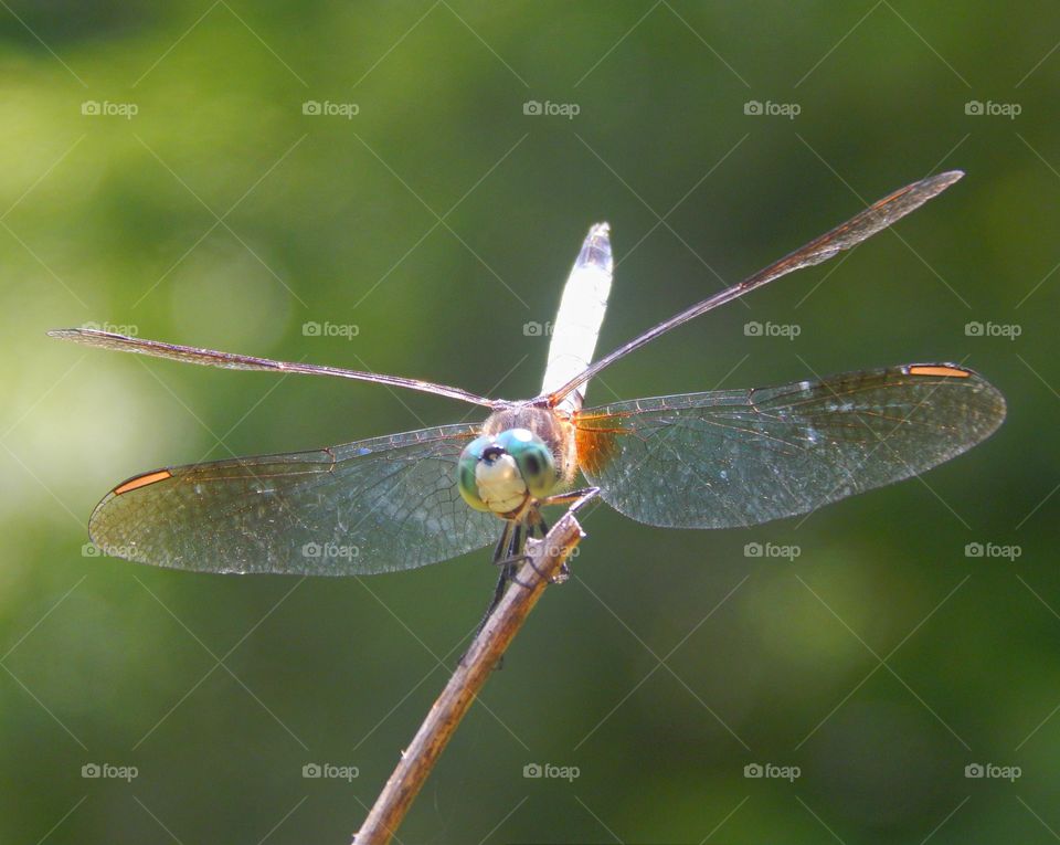 A dragon fly stands on a branch 