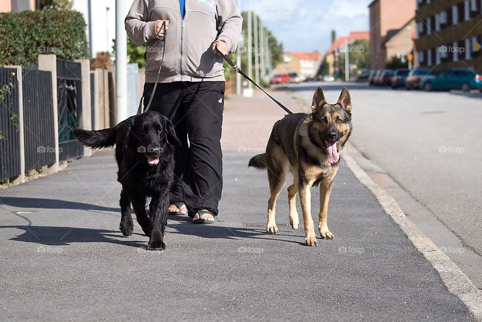 Walking Dogs