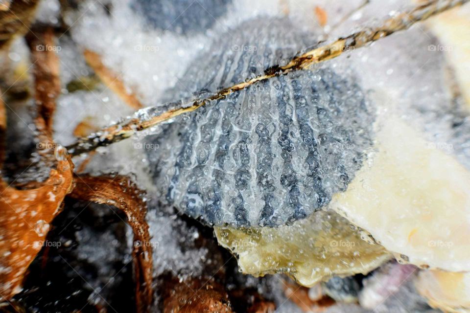 Frozen seashell