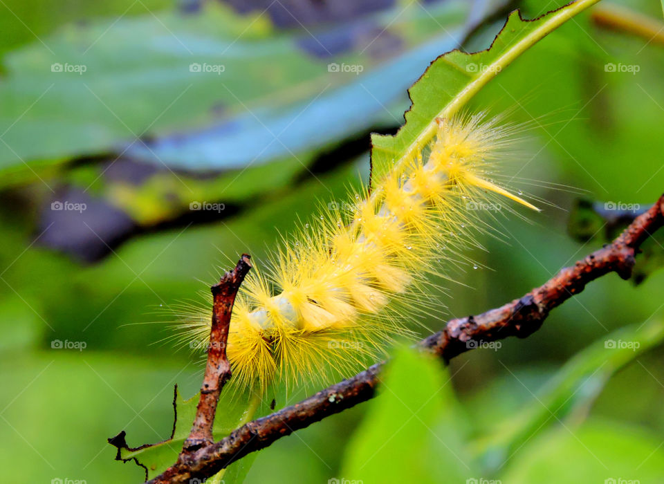 yellow Caterpillar