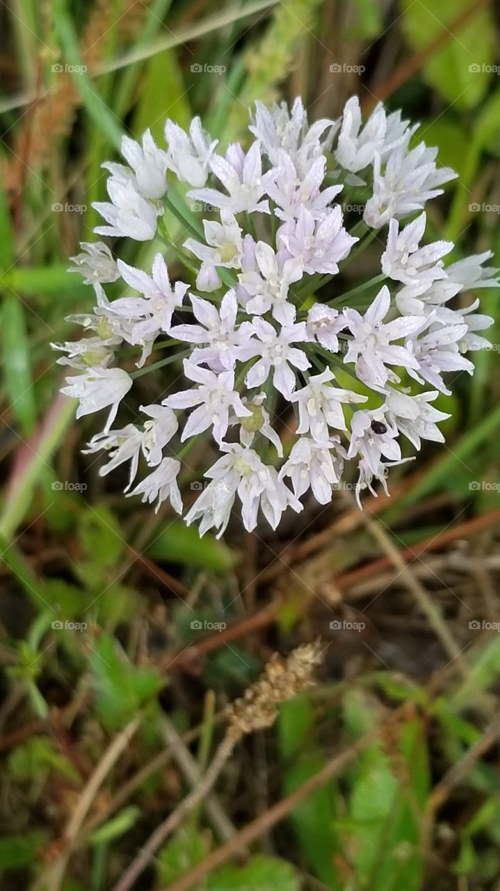 wild flowers