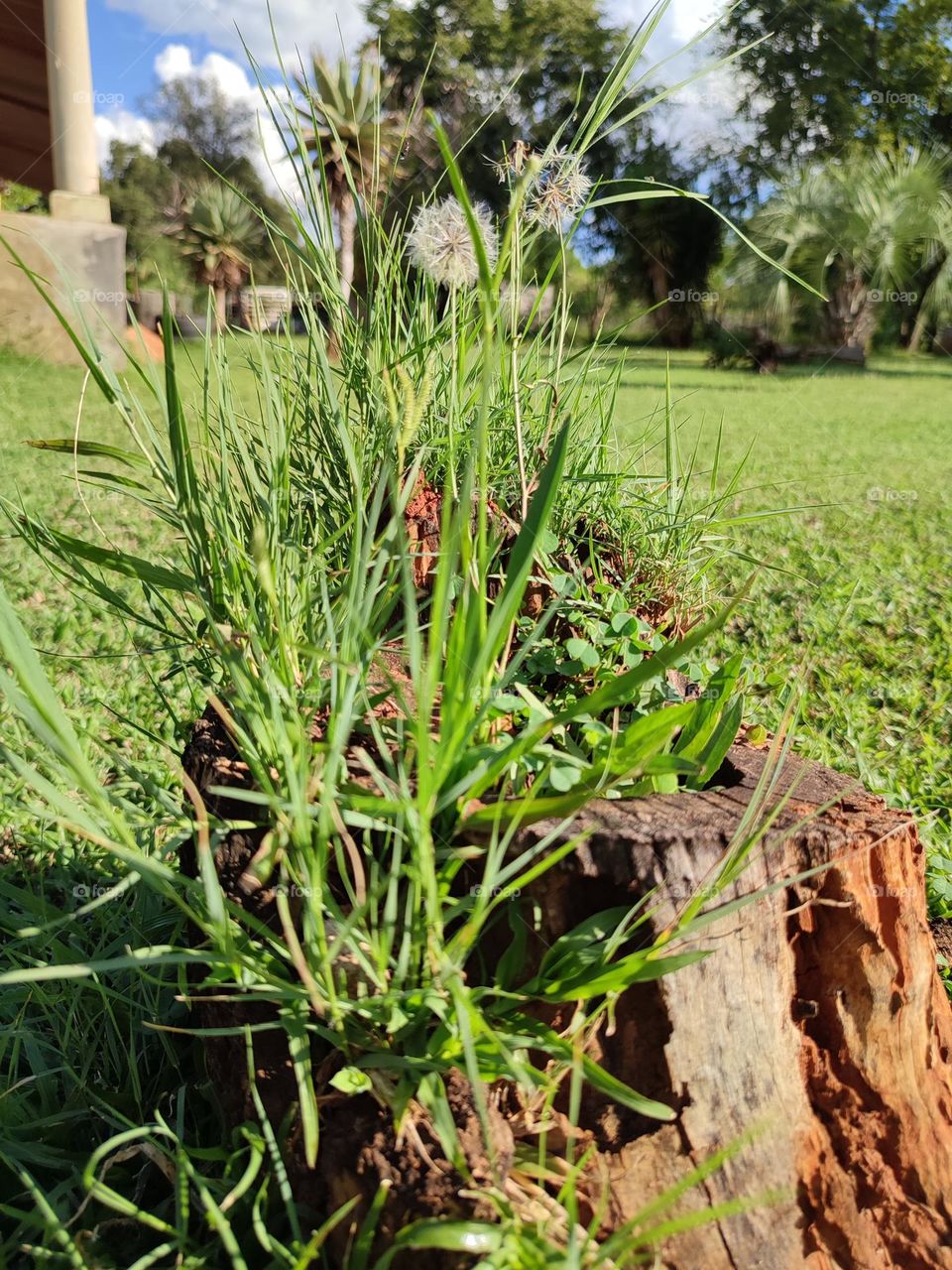 Dandelion plant, growing in a stump