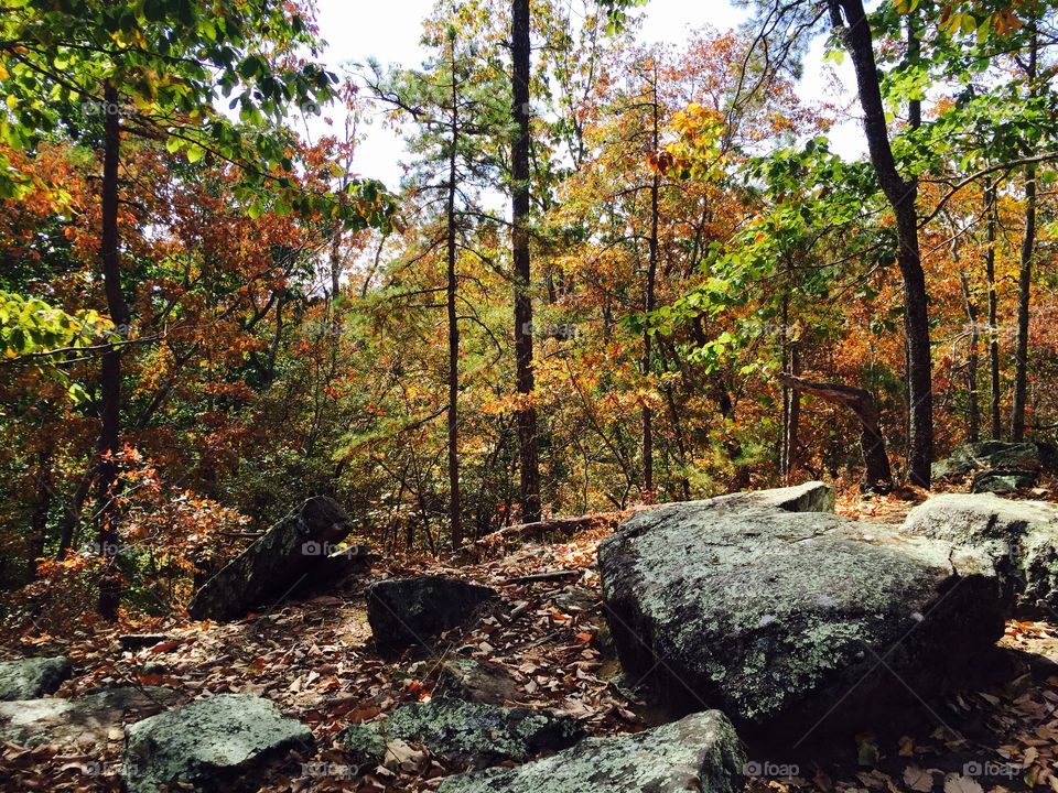 Colorful trees in the woods  at National Park with huge rocks