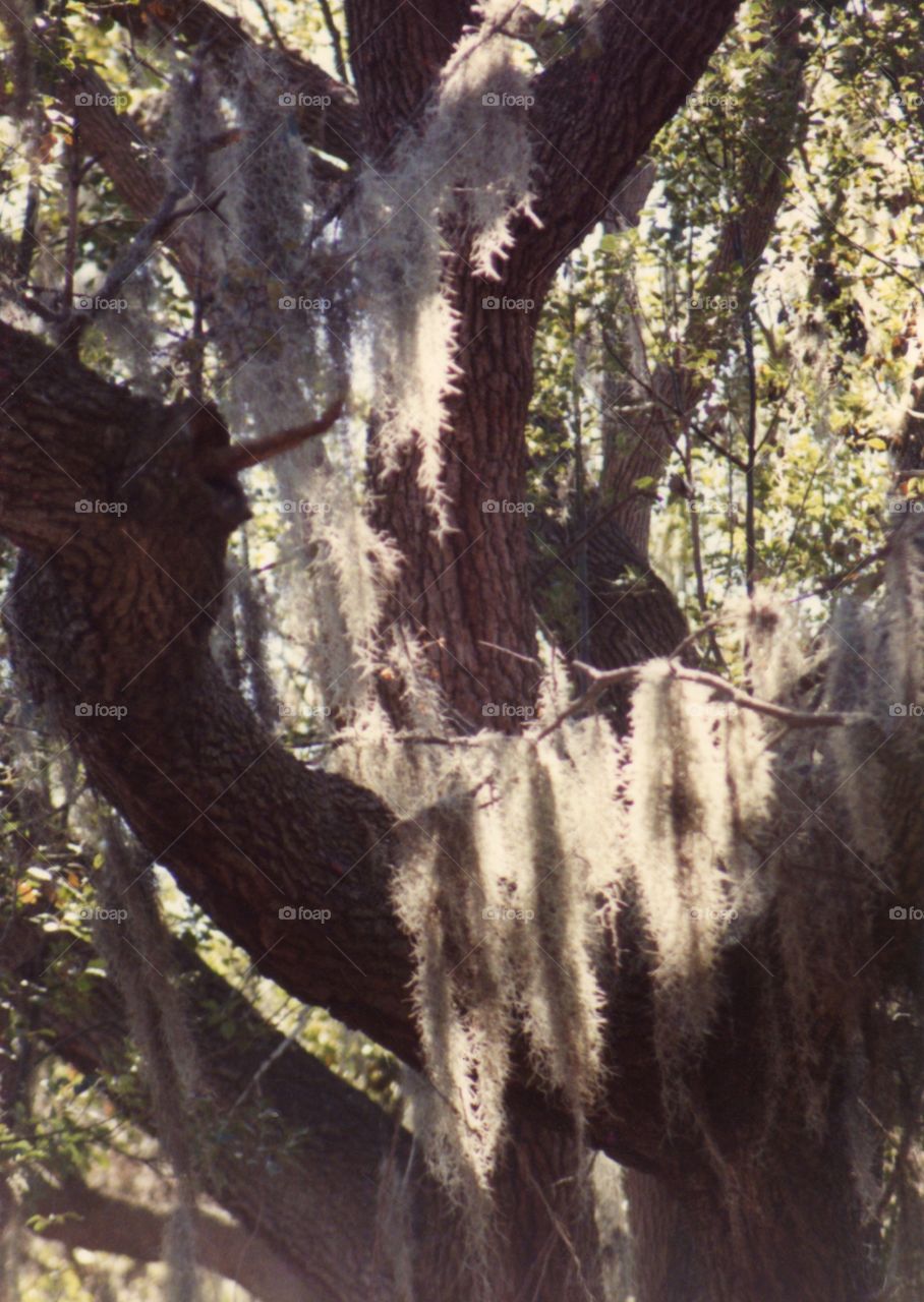 spanish moss draped live oak tree. sunlight through Spanish moss draped southern live oak tree