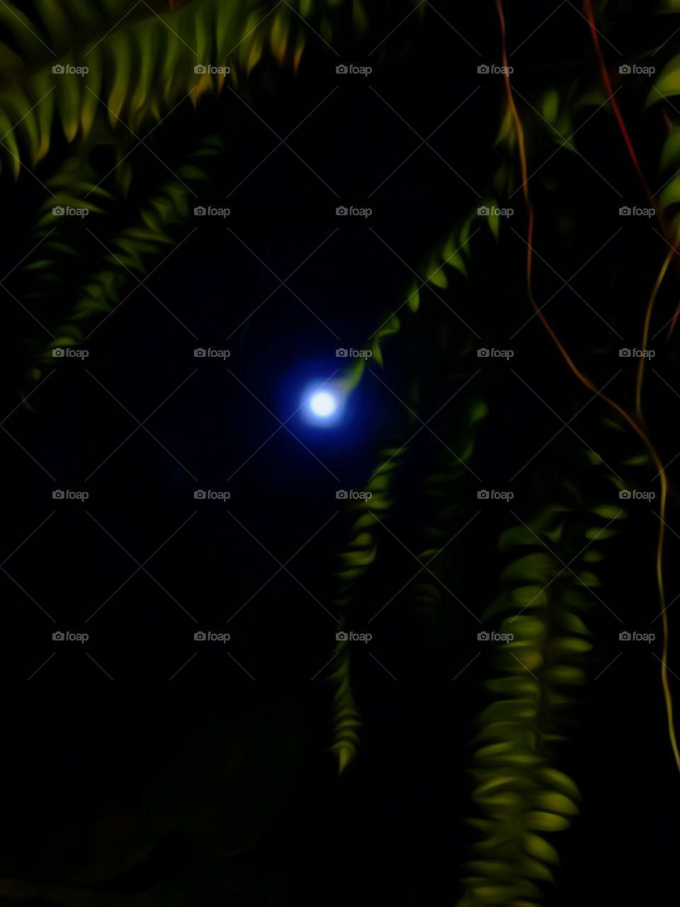 Moon Through The Leaves