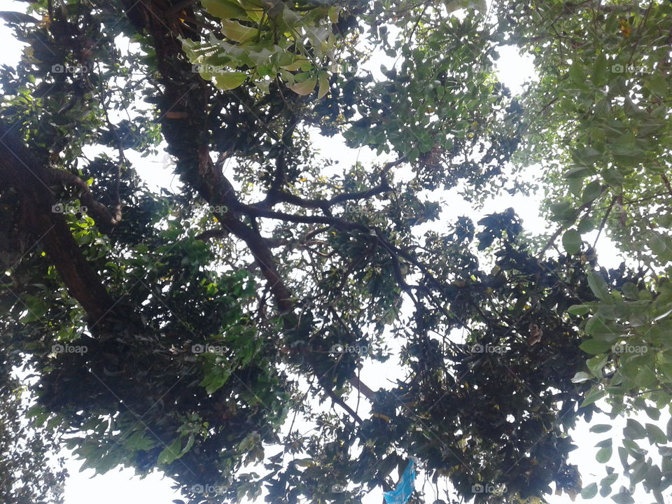 mango tree, nature, ,kolkata,