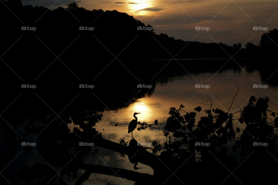 Great blue heron perched on a fallen tree at the edge of the water at Lake Johnson Park in Raleigh North Carolina. Silhouetted by the reflection of the sunrise. 