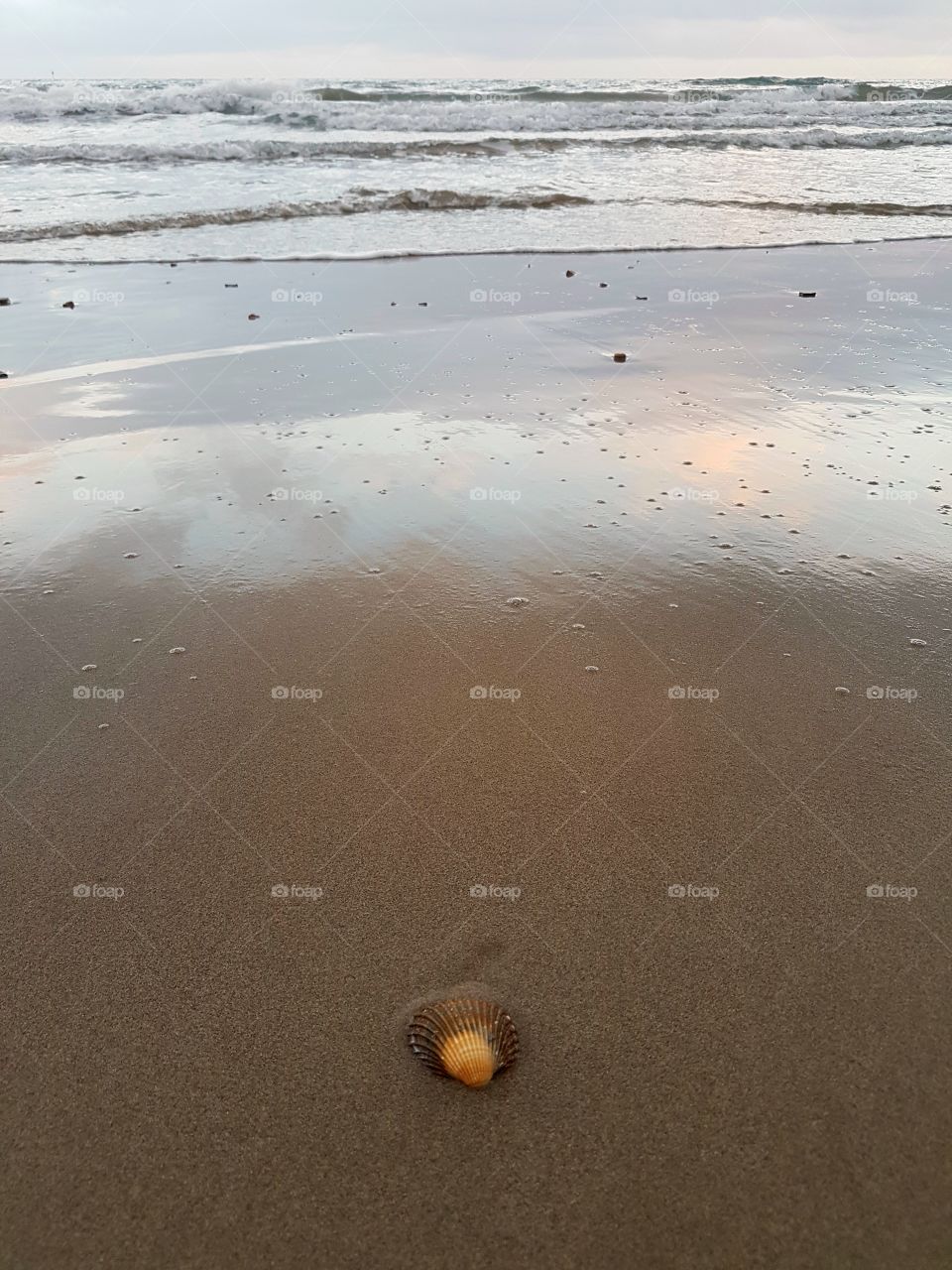 One shell on the sand of the beach at sunset