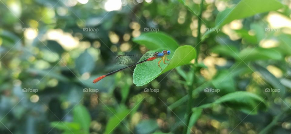 Foring-The dragon fly