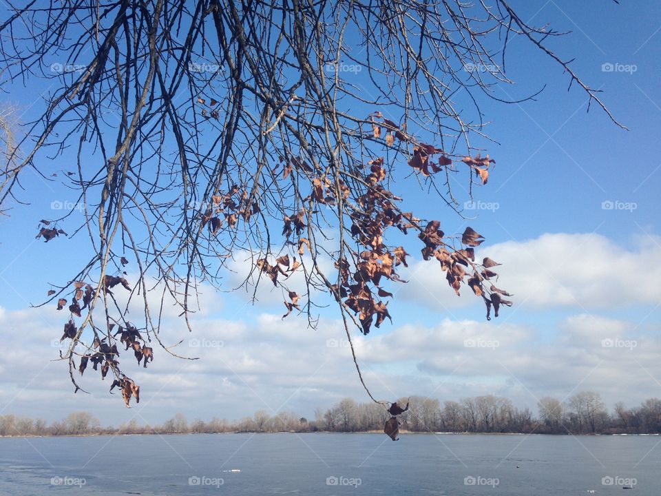 Winter, Snow, Tree, Cold, Frost