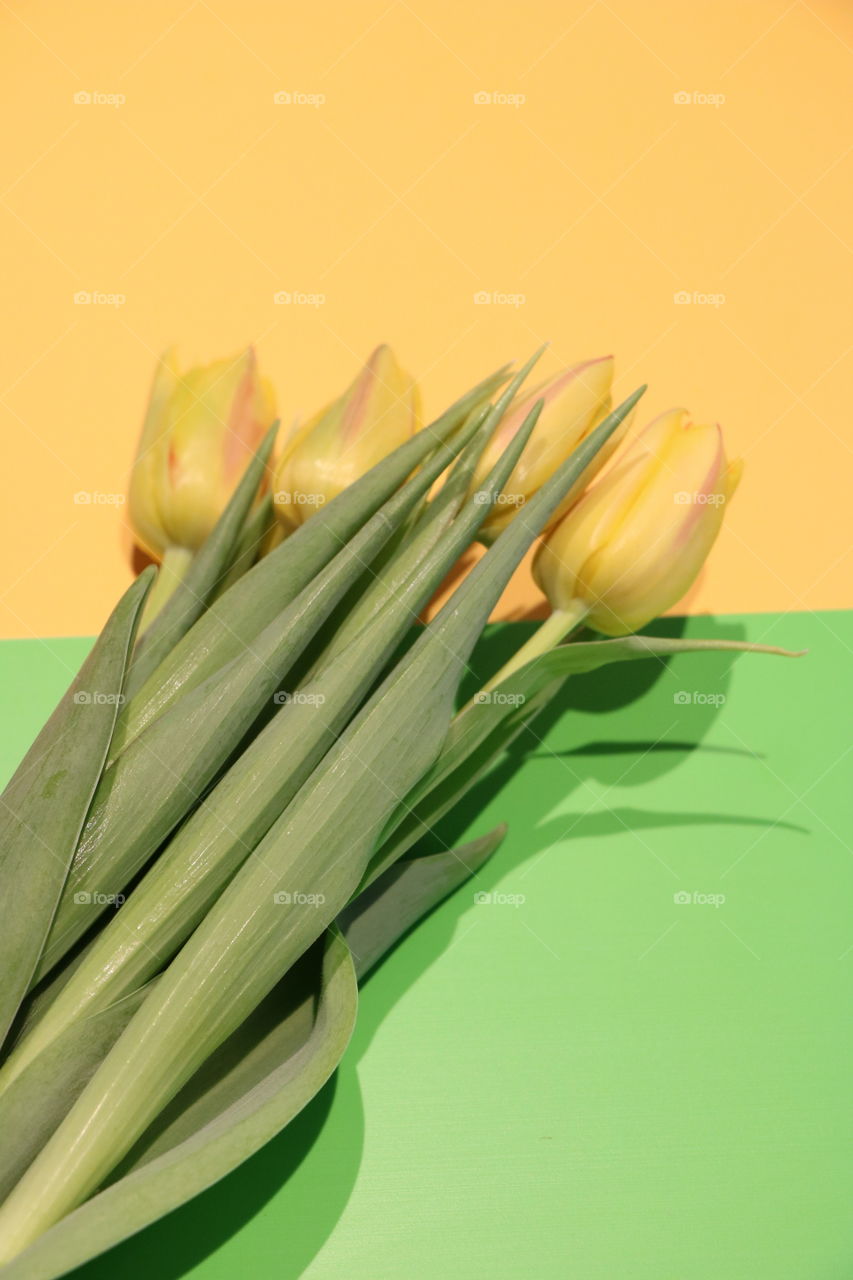 Bouquet of yellow tulips on yellow/green pallet 