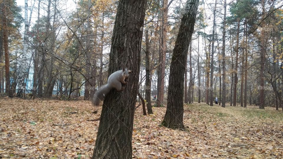 squirrel