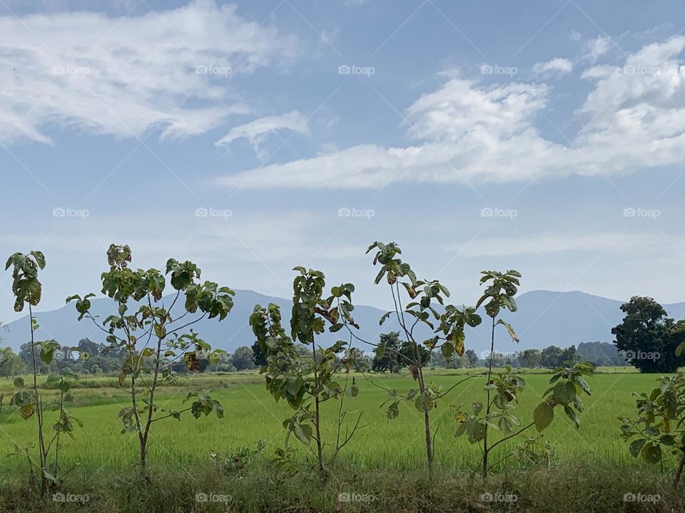 Best of 2021 : Nature, My garden (Thailand)