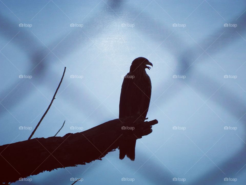 Silhouette of a bird perching on branch