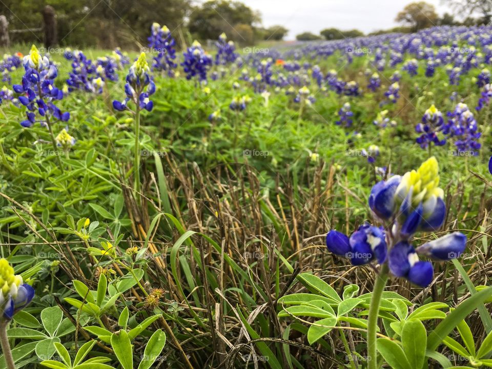 Bluebonnets