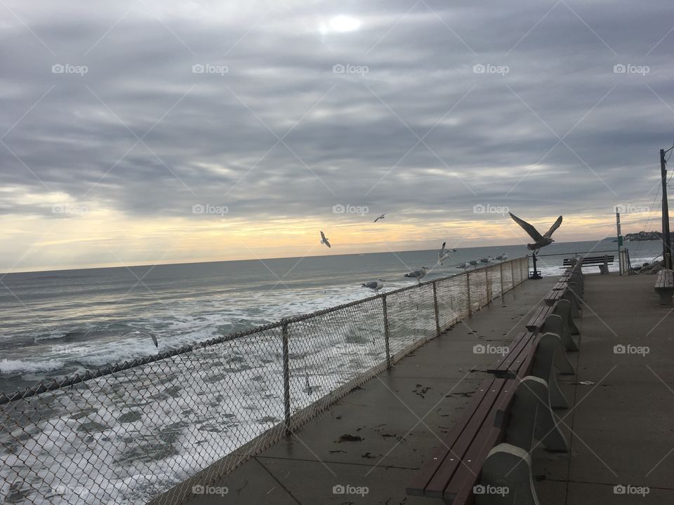 Wells beach Maine midday winter January day seagull gathering with flight
