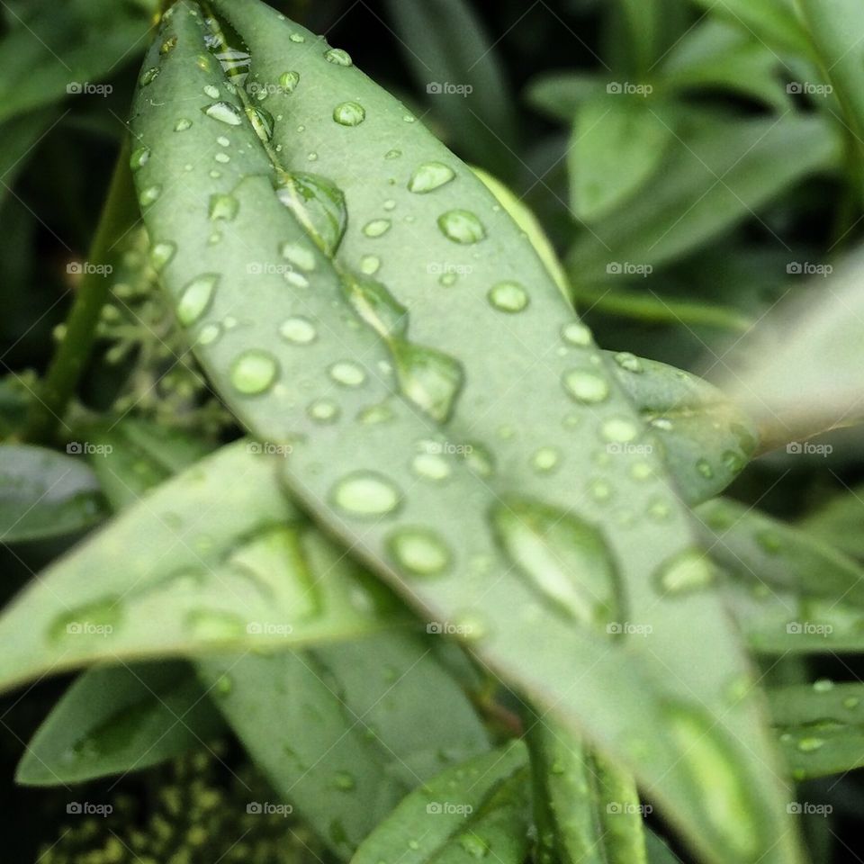 ☔️Morning Raindrops☀️