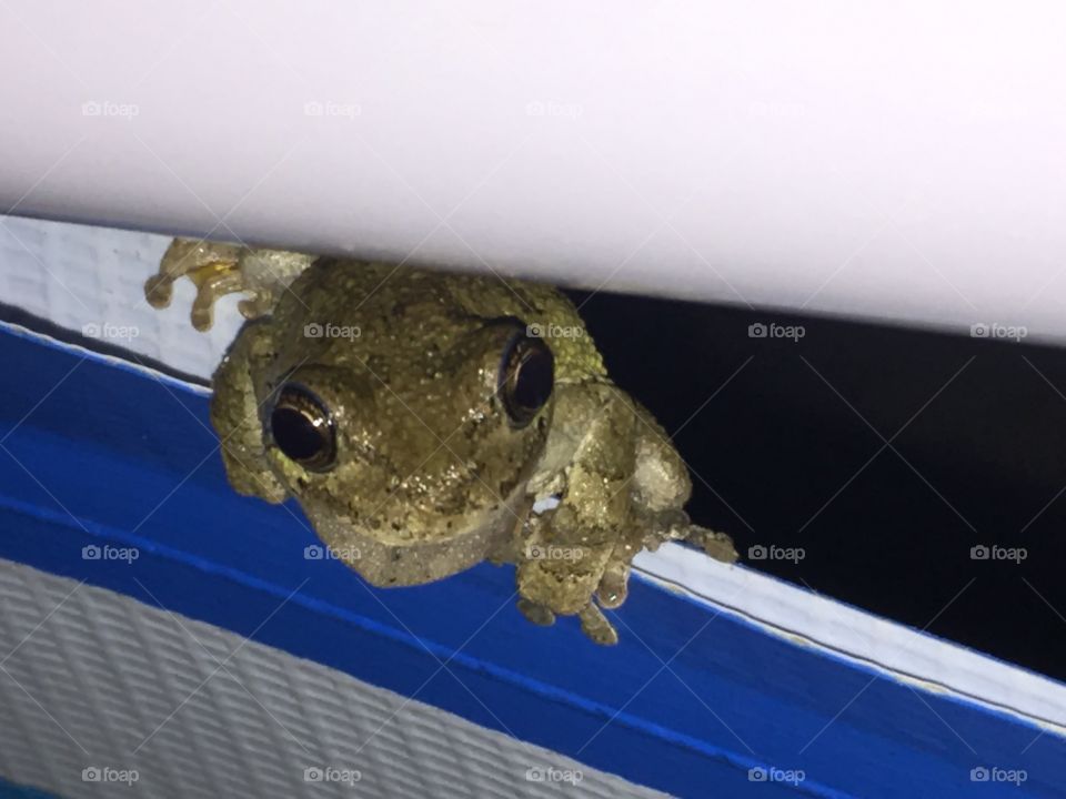 Summer frog