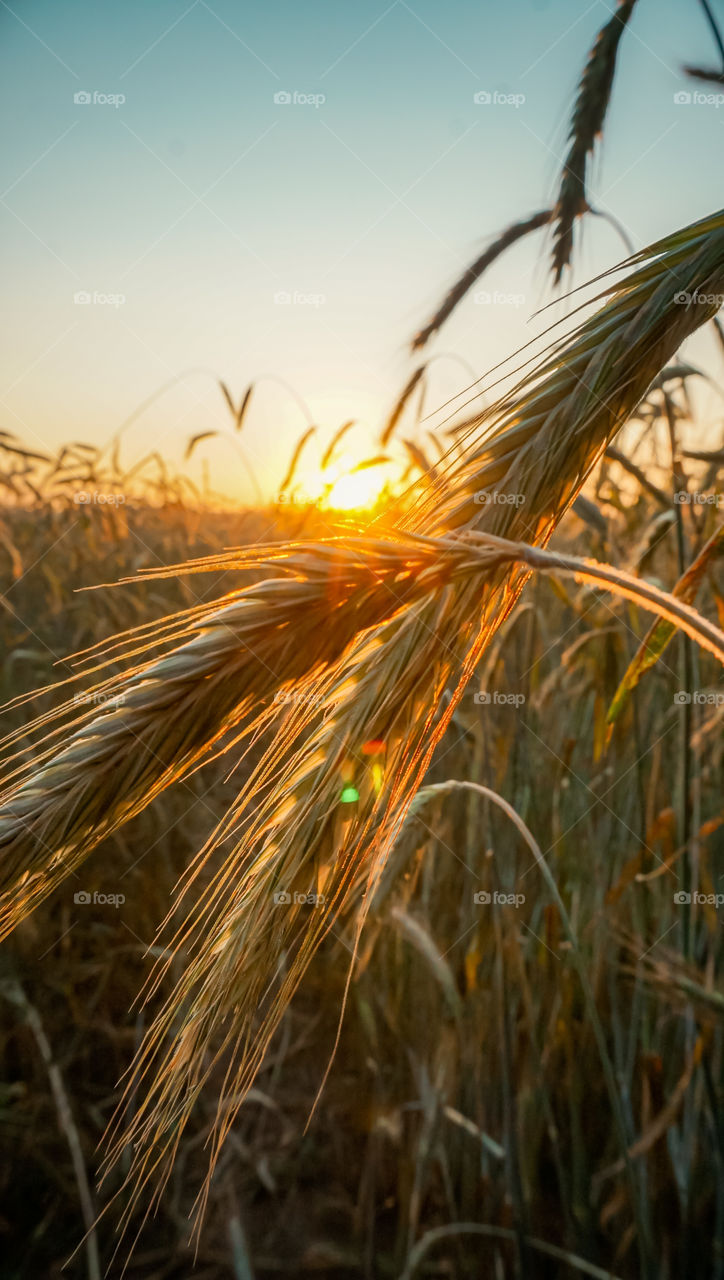 wheat field