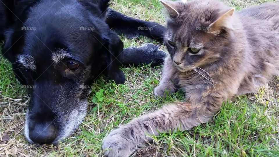Best Friends, pet dog and cat with soft fluffy fur, relaxing in the summer grass close together